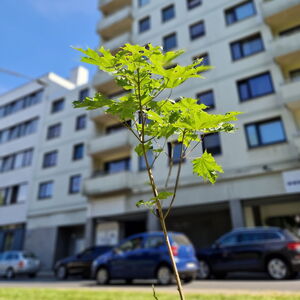 Junger Baum vor Straße und Hochhaus